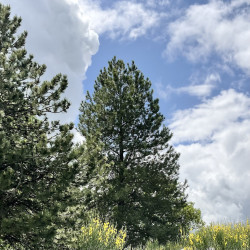 Hydrolat de Pin noir Bio