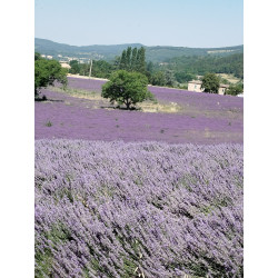 Huile Réparatice aux 2...
